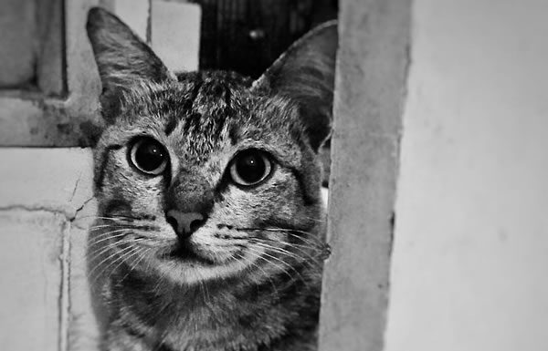 Meoooong… kucing garong